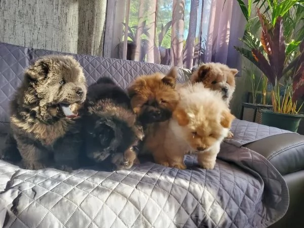 cuccioli di chow chow bianchi  blu e nero  | Foto 3