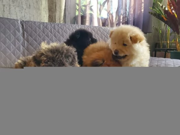 cuccioli di chow chow bianchi  blu e nero  | Foto 2