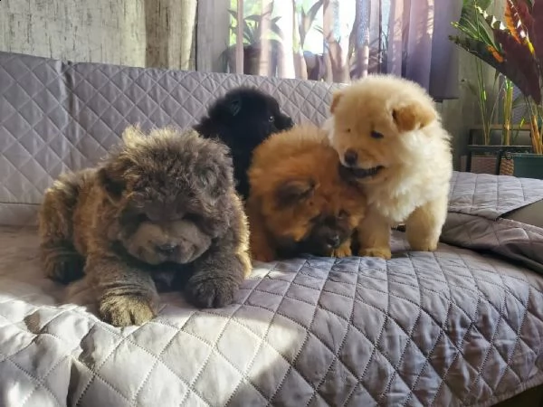 cuccioli di chow chow bianchi  blu e nero  | Foto 0