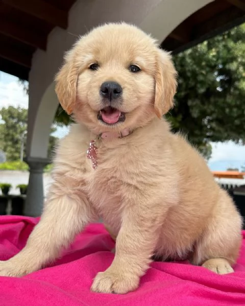 disponibili da subito cuccioli di golden retriever, | Foto 4