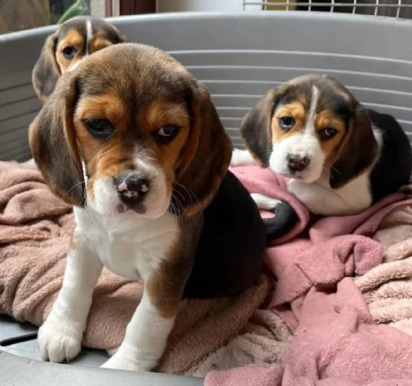 cuccioli di beagle di razza pura | Foto 2