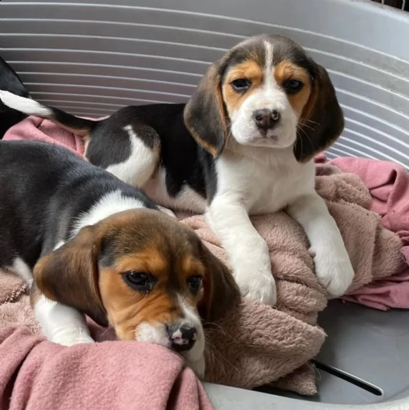 cuccioli di beagle di razza pura | Foto 1