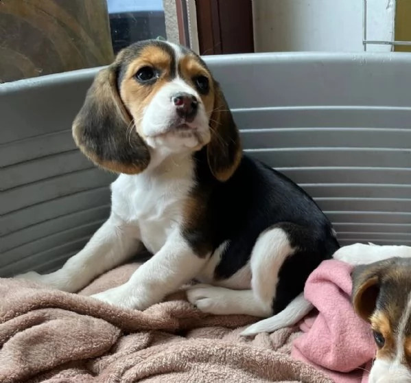 cuccioli di beagle di razza pura | Foto 0