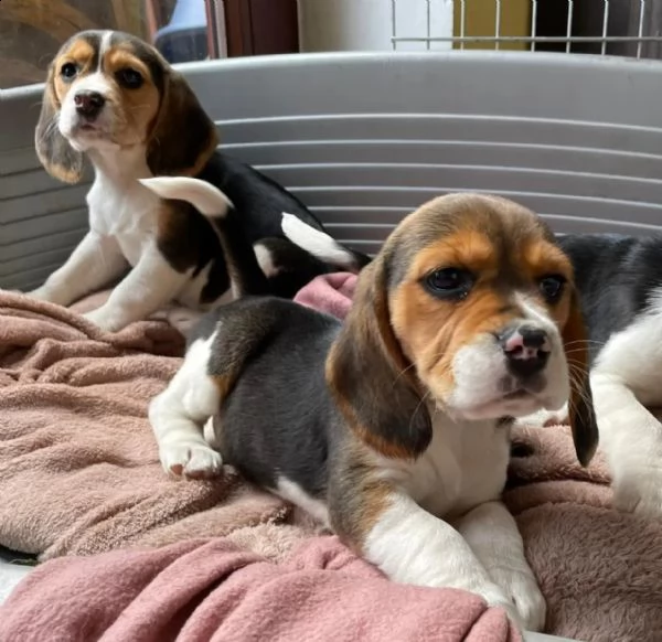 cuccioli di beagle di razza pura