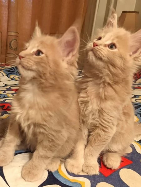 cuccioli di gatto maine coon | Foto 1