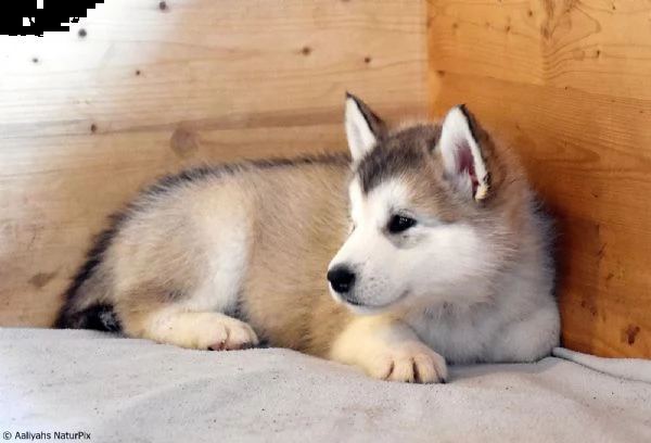 cuccioli di alaskan malamute | Foto 4