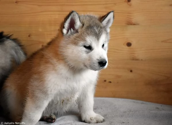 cuccioli di alaskan malamute | Foto 3