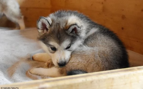 cuccioli di alaskan malamute | Foto 1