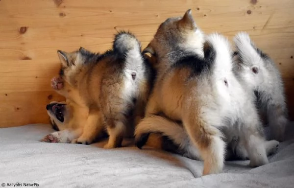 cuccioli di alaskan malamute