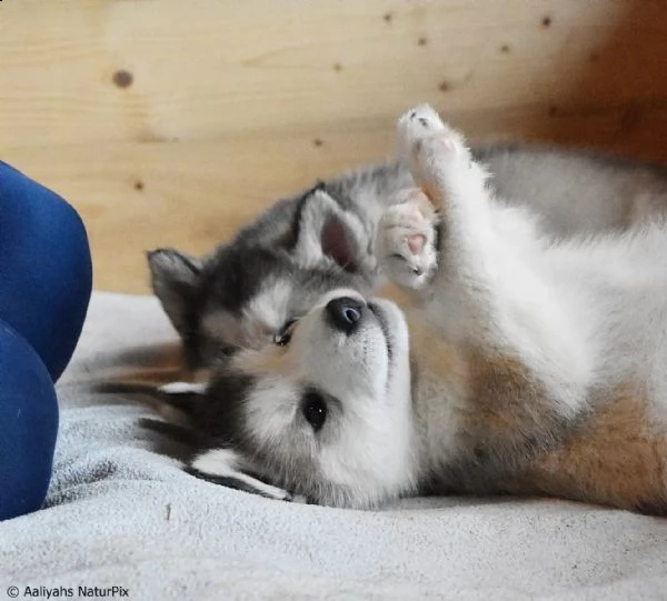 cuccioli di alaskan malamute | Foto 0