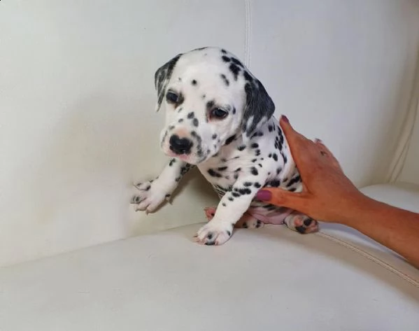 regalo dalmata cuccioli 