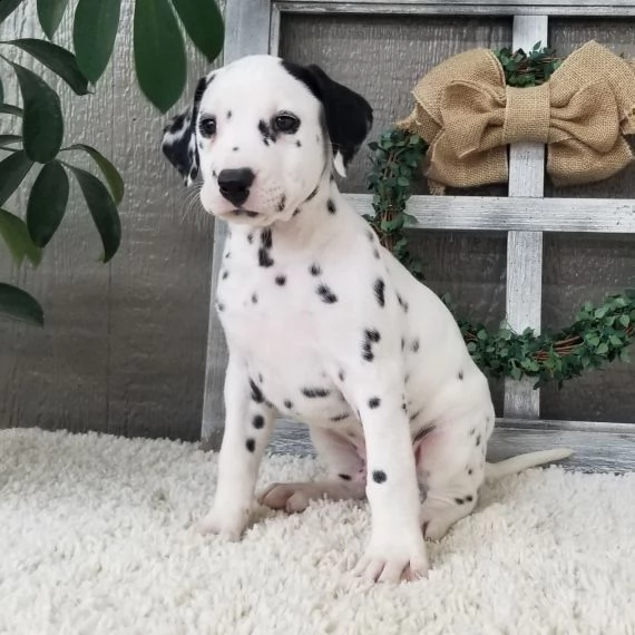 dalmata cuccioli per l'adozione