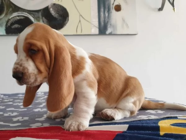 splendidi cuccioli di bassethound | Foto 5