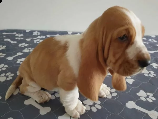 splendidi cuccioli di bassethound | Foto 3