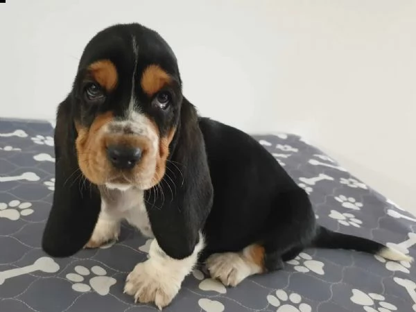 splendidi cuccioli di bassethound | Foto 2