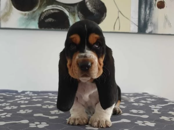 splendidi cuccioli di bassethound | Foto 1