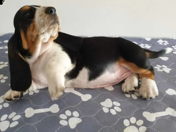 splendidi cuccioli di bassethound