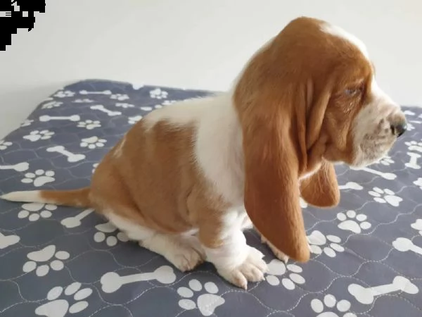 splendidi cuccioli di bassethound | Foto 0