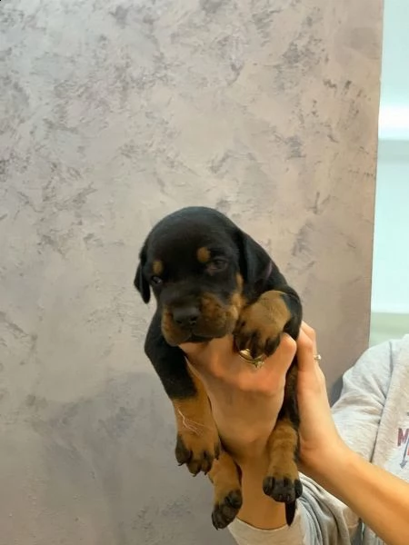 disponibili cuccioli dobermann | Foto 0