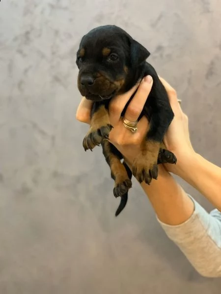 disponibili cuccioli dobermann