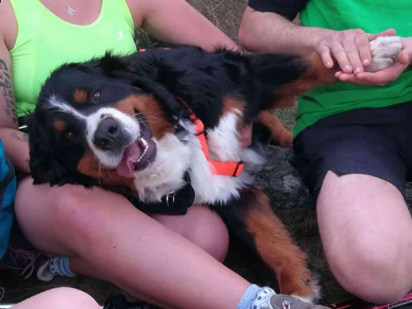 bovaro del bernese cuccioli | Foto 6