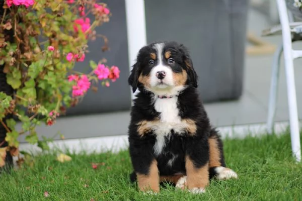 bovaro del bernese cuccioli | Foto 5