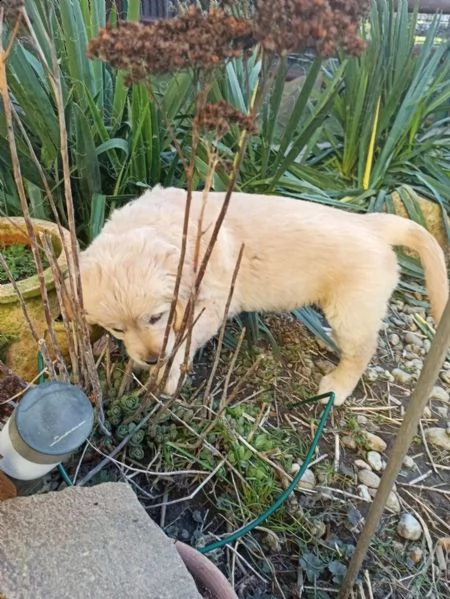 splendidi cuccioli di golden retriever | Foto 3