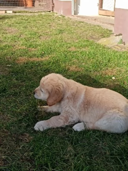 splendidi cuccioli di golden retriever | Foto 2