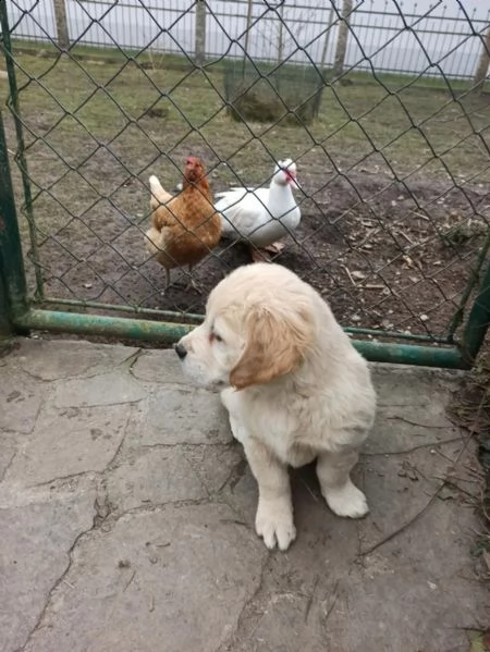 splendidi cuccioli di golden retriever | Foto 1