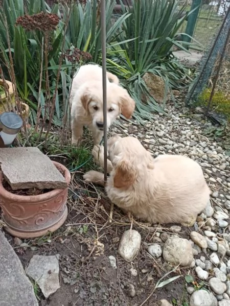 splendidi cuccioli di golden retriever | Foto 0