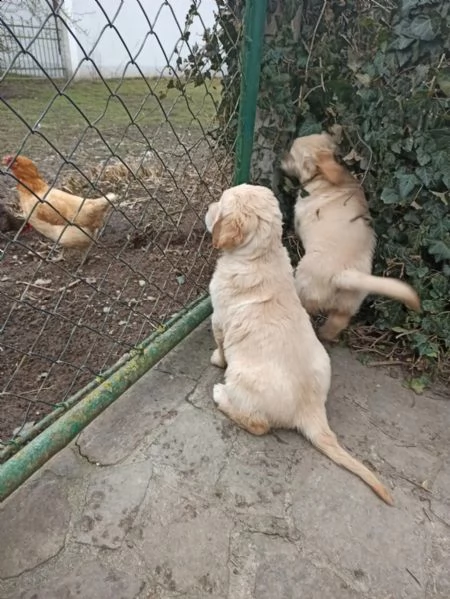 splendidi cuccioli di golden retriever