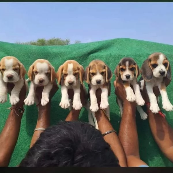 cuccioli maschi e femmine beagle con documenti | Foto 1