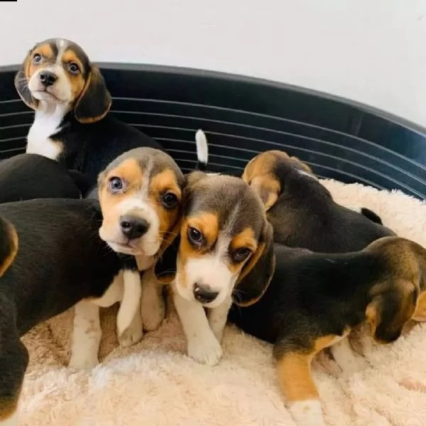 cuccioli maschi e femmine beagle con documenti