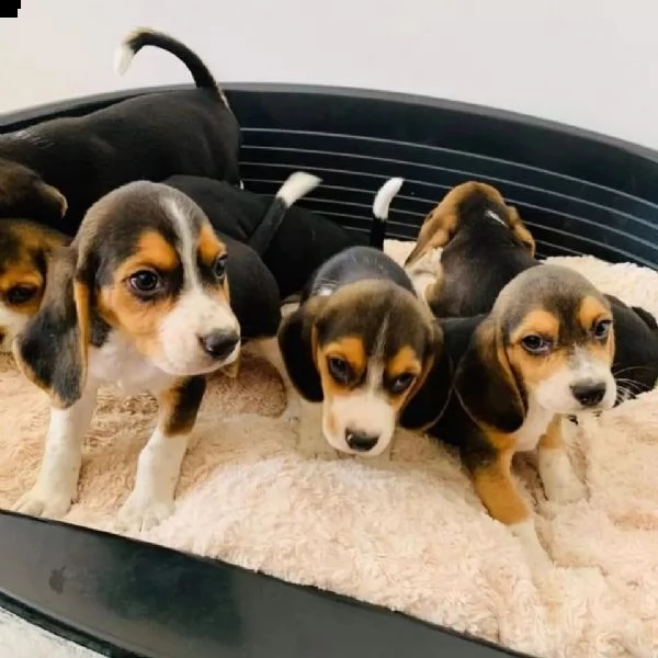 cuccioli maschi e femmine beagle con documenti | Foto 0