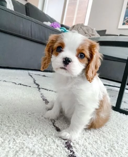 cuccioli di cavalier king  femminucce e maschietti per l'adozione gratuita i cuccioli sono vaccinati