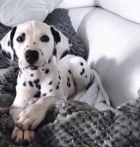  regalo abbiamo cuccioli di dalmata sono dalmata di dimensioni . sono registrati akc. sono molto aff