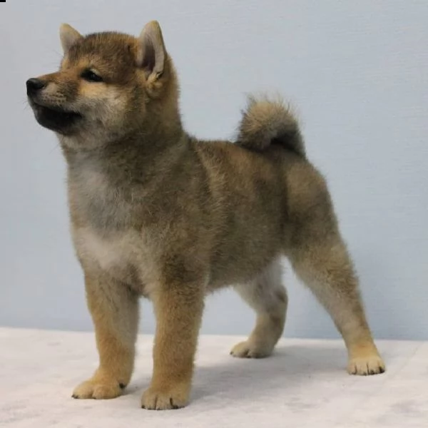 bellissimi shiba inu cuccioli maschi e femmine