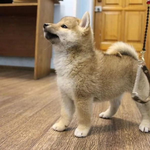 bellissimi shiba inu cuccioli maschi e femmine | Foto 1