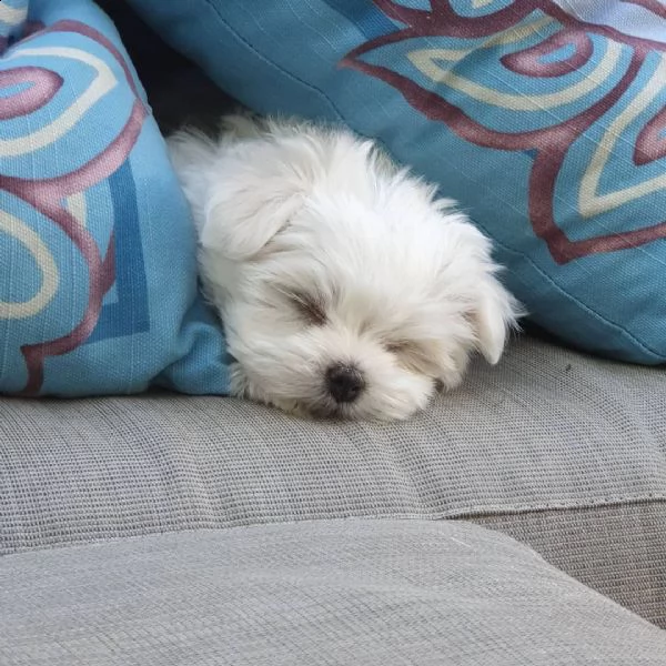 bellissimi maltese cuccioli maschi e femmine. | Foto 2