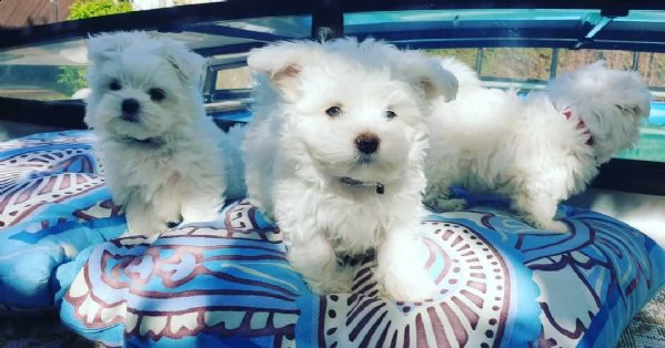 bellissimi maltese cuccioli maschi e femmine. | Foto 1