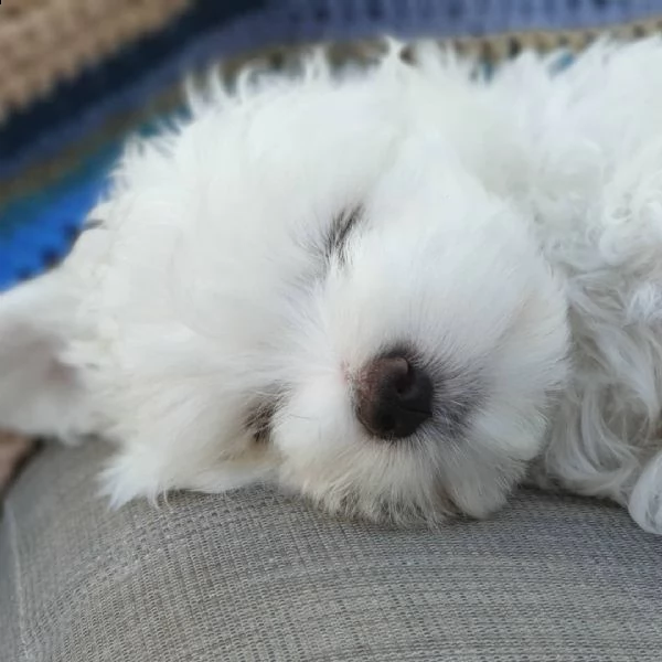 bellissimi maltese cuccioli maschi e femmine.