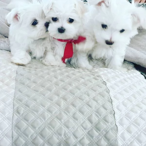 bellissimi maltese cuccioli maschi e femmine. | Foto 0