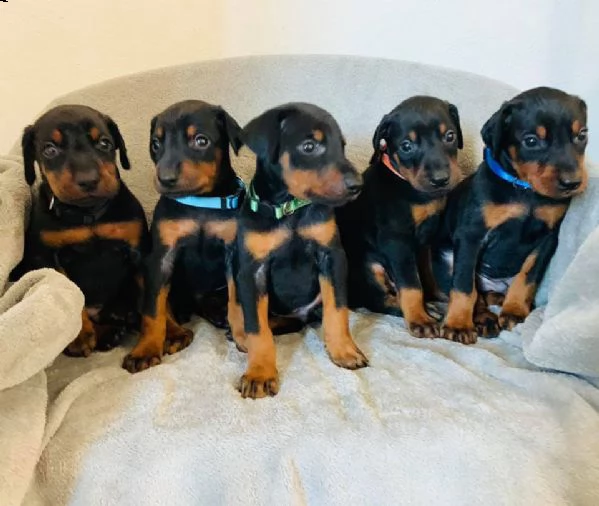 bellissimi dobermann cuccioli maschi e femmine