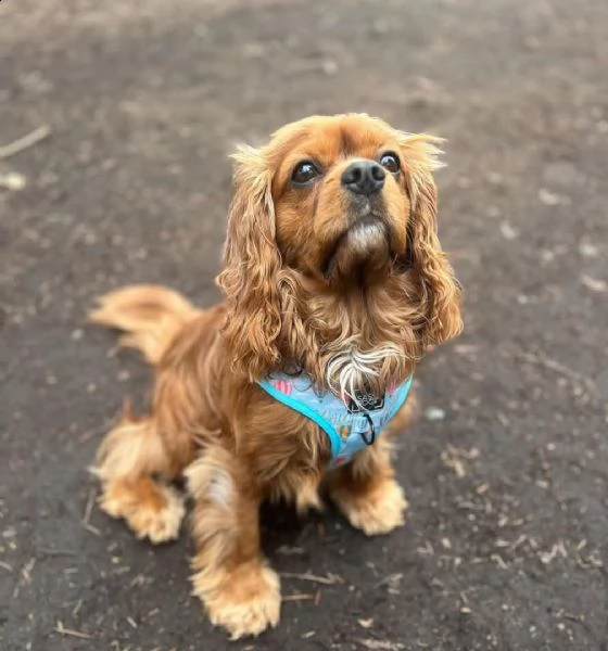 cuccioli di cavalier king  femminucce e maschietti per l'adozione gratuita i cuccioli sono vaccinati