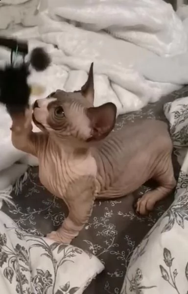 dolce amico gatto sphynx