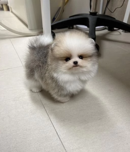 regalo cuccioli di volpino di pomerania..