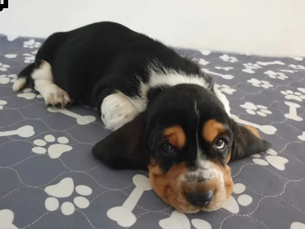 splendidi cuccioli di bassethound