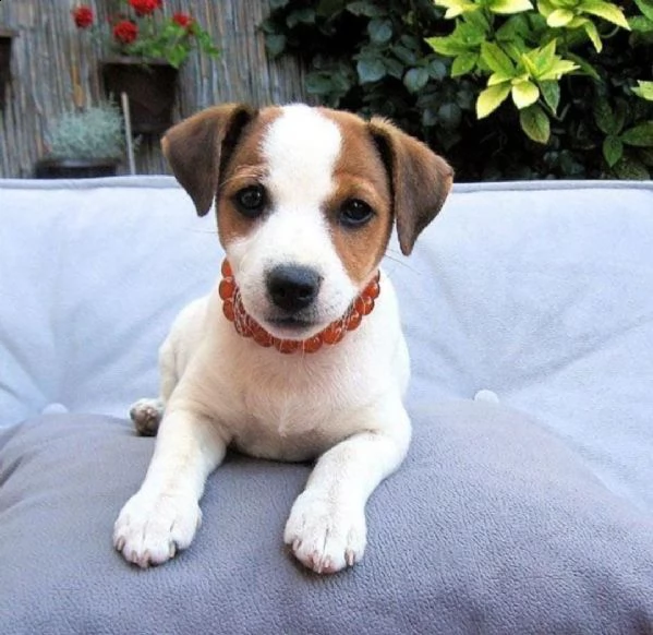 regalo jack russel cuccioli meravigliosi ! 