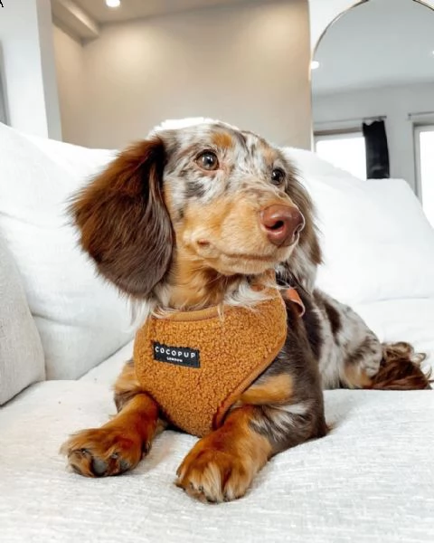 regalo adorabili cuccioli  bassotto femminucce e maschietti