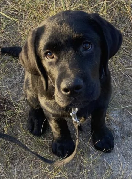  regalo adorabili cuccioli alano femminucce e maschietti gratuita i cuccioli sono vaccinati svermina